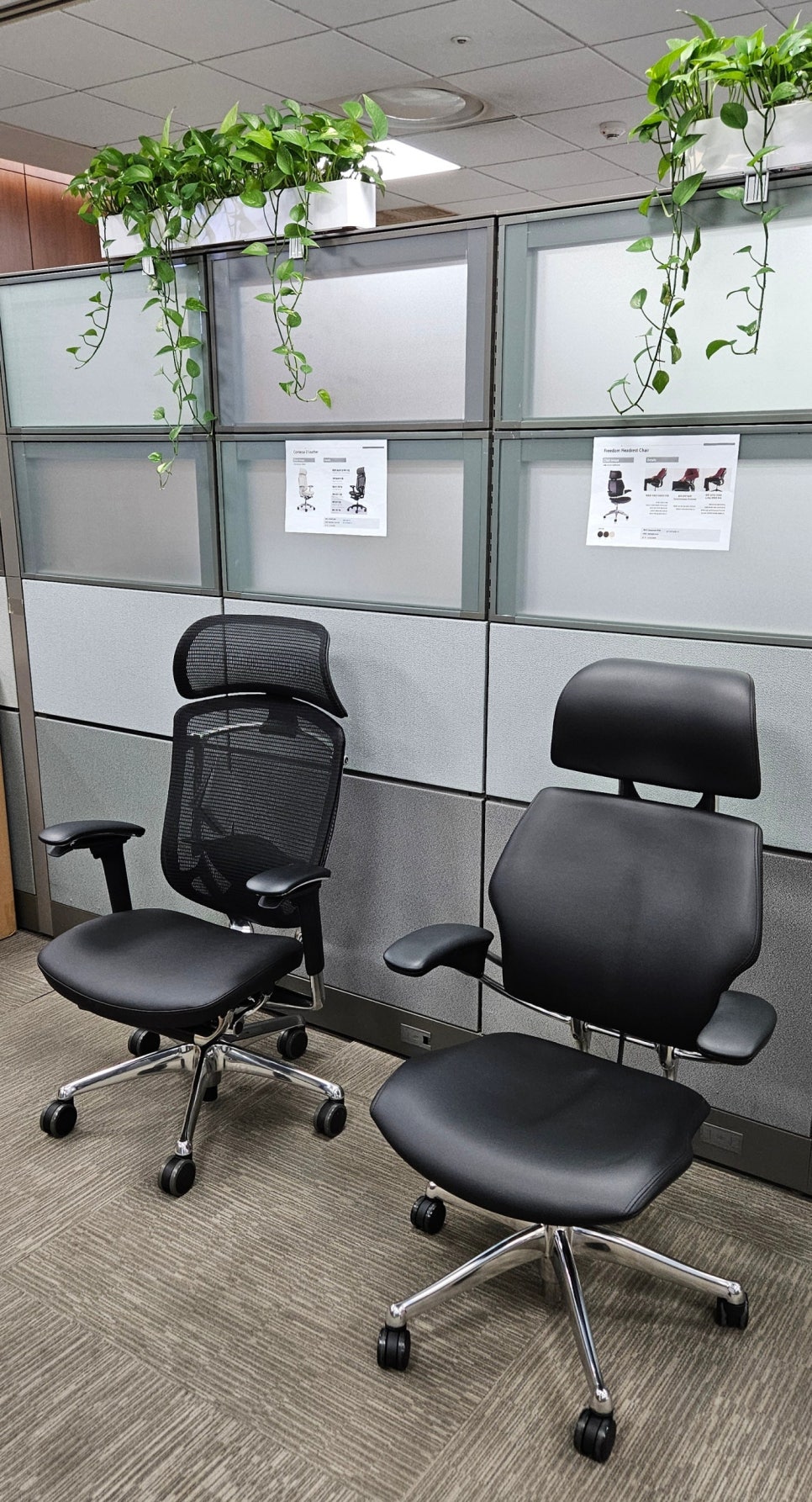 Choosing an Executive Chair: Okamura Contessa II vs. Humanscale Freedom
